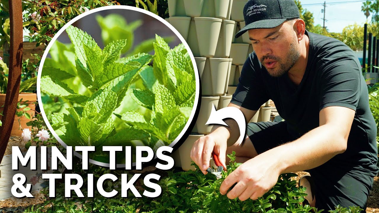 How to make a pillar for growing vegetables - How to grow Mint leaves 