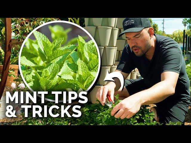 How to Grow TONS of Mint (And Not Let it Take Over) class=