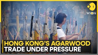 Hong Kong's 'Black Gold' Agarwood Under Threat | WION