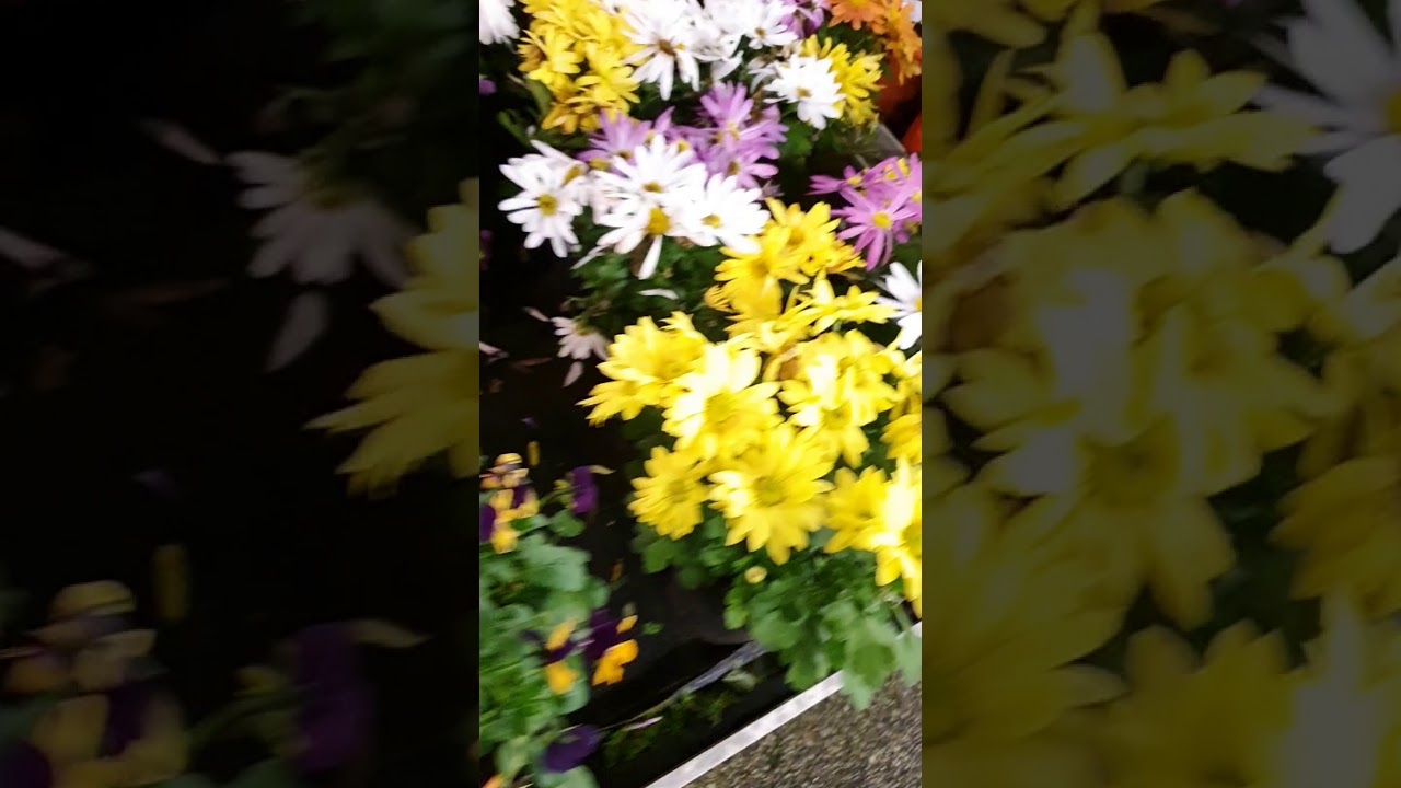 Italian Herbs plants, seasoning mixed Asian...