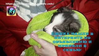Бездомному щенку повезло и его взяли домой из приюта homeless puppy is now home Бездомному щенку повезло и его взяли домой из приюта homeless puppy is now home
