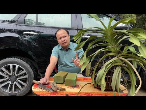 Cách trồng phong lan đuôi chồn. Sơn cầm