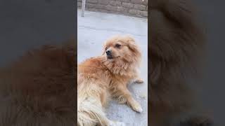 Kat leta 🐕🐕#dogshorts #dog#fuunydog #dogsofinstagram #comedydogs