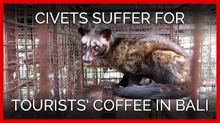How Civets Suffer for Tourists' Coffee in Bali