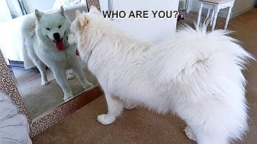 Funny Dog Sees Himself in the Mirror for First Time - Puppy Vs Mirror