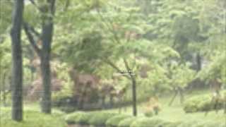 Video thumbnail of "Early Morning Rain - Lyrics - Jerry Reed"
