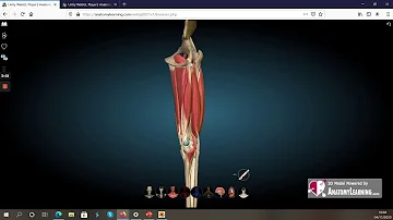 Quel muscle fait la flexion du genou ?