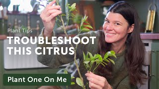 YELLOW LEAVES? Leaf Drop? Troubleshoot a CITRUS — Ep. 350 by Summer Rayne Oakes 10,454 views 5 months ago 18 minutes