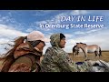 How Russian scientists live in Orenburg steppes | Expedition to the last wild horses on the Earth