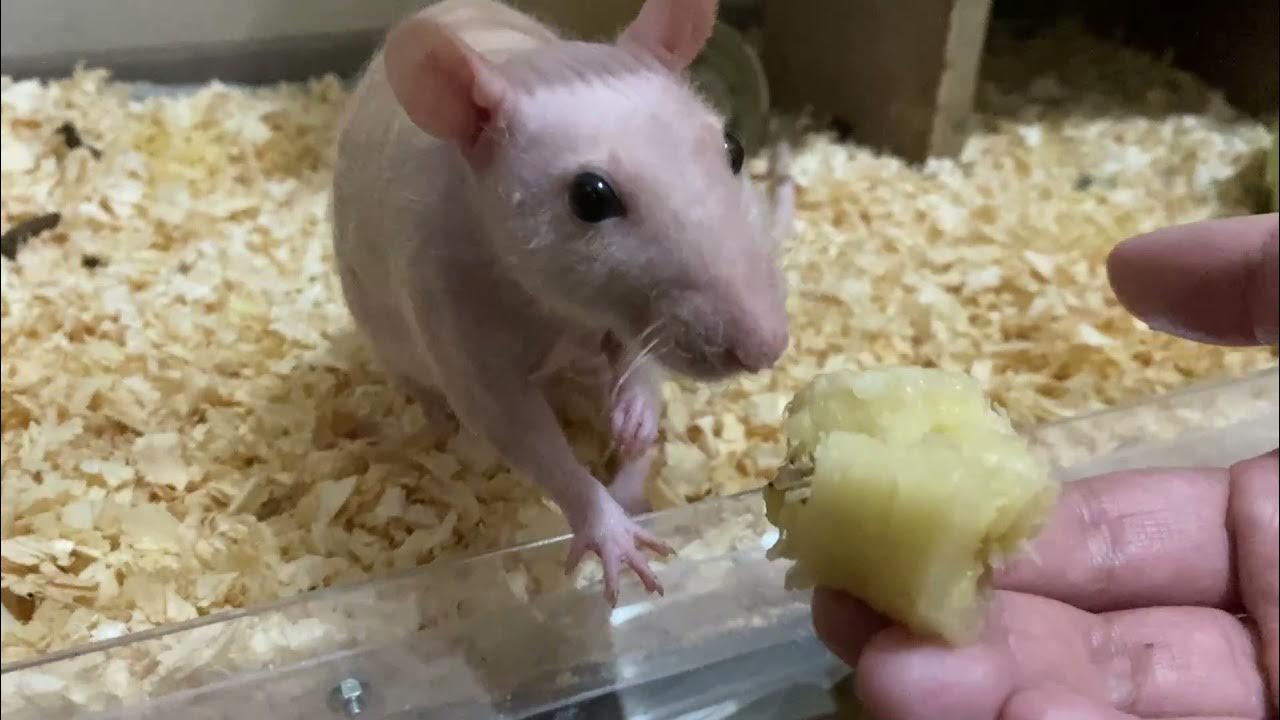 Rats eat bananas.ファンシーラット バナナを食べる!! YouTube