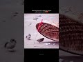 Lovebirds 👀✨🤌🏻 #love #birds #shortsfeed #trendingshorts #viral #shorts