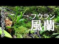 マダライモリのケージにフウラン(着生ラン)を追加します！！【イモリウム,パルダリウム,ビバリウム】