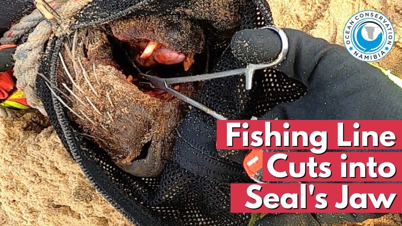 Fishing Line Cuts into Seal's Jaw 