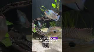 Top 5 Tank Mates for Electric Blue Acara