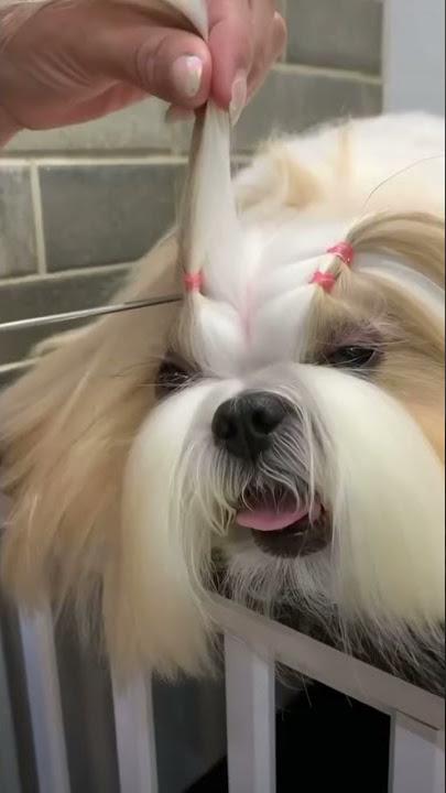 Shih tzu dog hairstyle | super | styling | makeover grooming