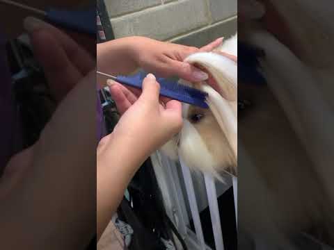 Video: Làm thế nào để chú rể một con chó Schnoodle