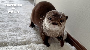 一週間ぶりに帰宅した時のカワウソの反応がこちら　Otters Welcoming Dad Home