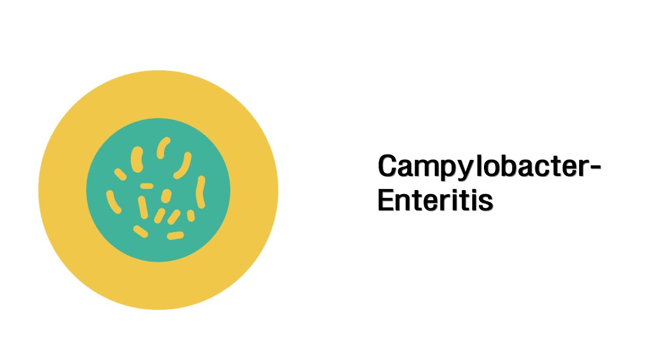 Campylobacter Enteritis - Infektionskrankheiten - YouTube