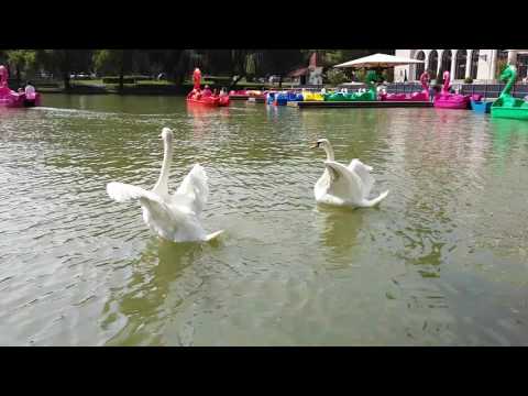 Lebede Parcul Central Cluj