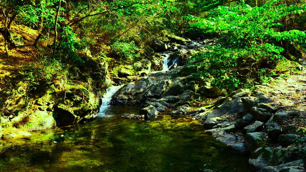 Forest Stream Water Sounds ASMR 🌿 Deep Sleep, Meditation, Focus