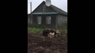 Медведи отжимают картошку (Россия)