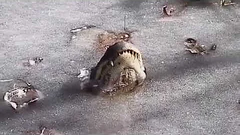 Cold blooded Animals 😱 Survival in extreme winter ❄️