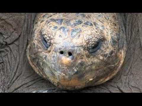 "The Giant Tortoise's Tale" by Richard Dawkins
