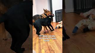 Rambo listened. Luna did not 😆 #fypシ #germanshepherd #shortvideo #dogshorts #fypシ