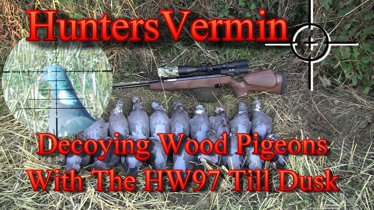 Air Rifle Hunting Decoying Wood Pigeons With The HW97 Till Dusk YouTube