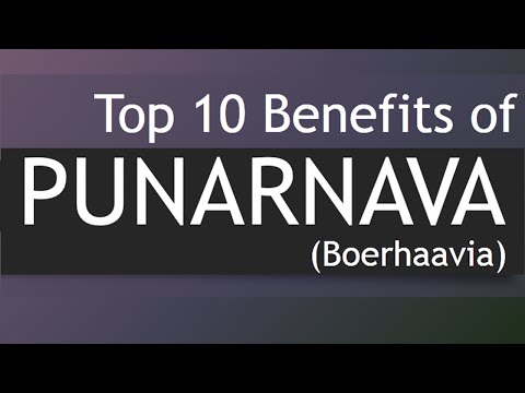 Top 10 Health Benefits of Punarnava - Medicinal Plants Boerhavia / Punarnava