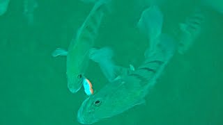 Inchiku Jigging for Grouper - Underwater Cam Compilation