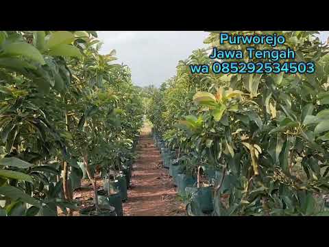 Alpukat Miki Harga