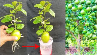 Best Way To Grow lemons from lemons fruit | The easiest procedure in the world |