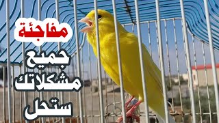 تمتلك كناري قليل الغناء ضعيف الصوت أنعشه بهذا التغريد النوعي مميز جدا canari