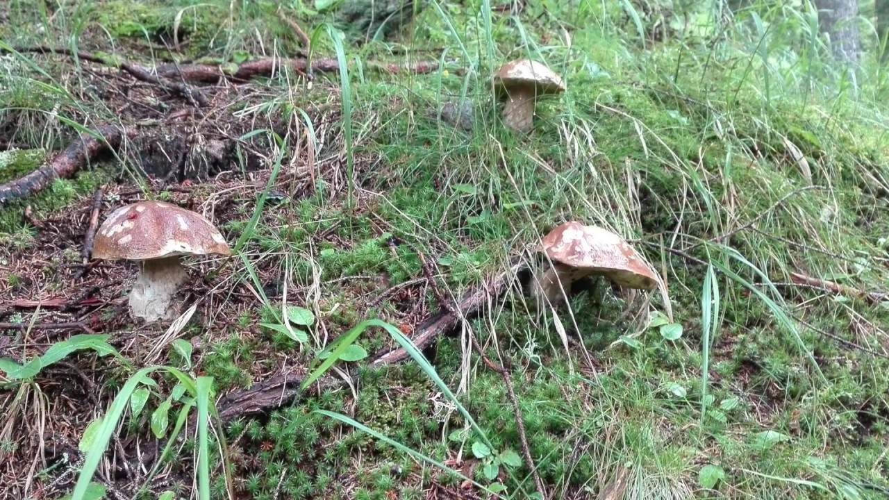 Funghi porcini in Trentino 2016 YouTube