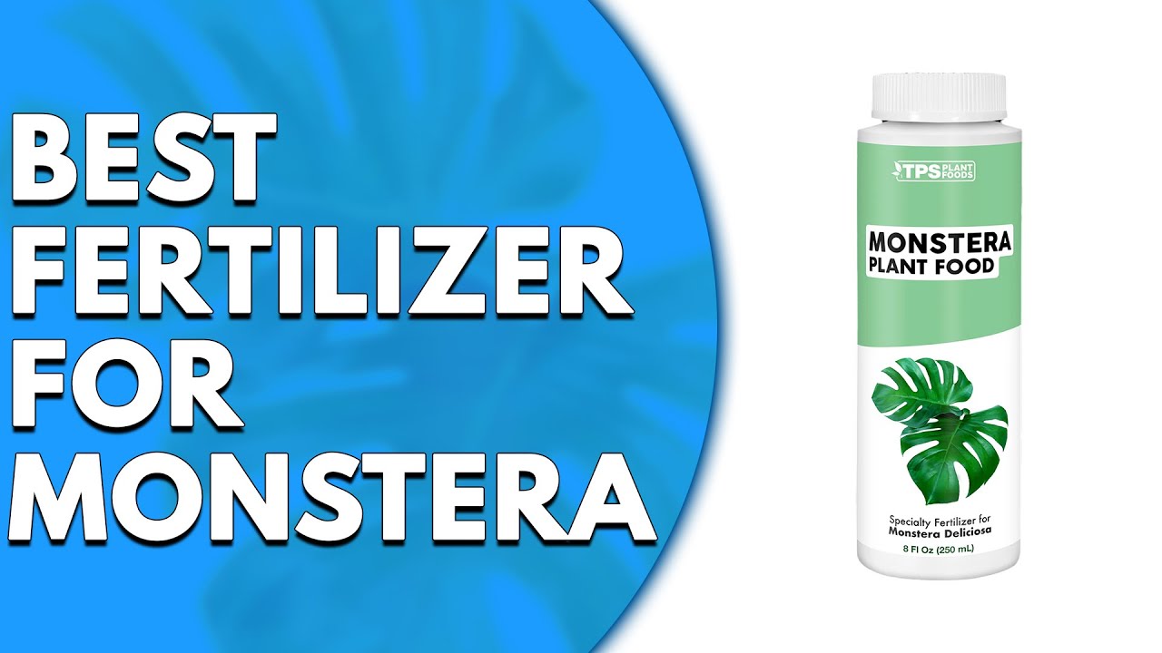 Best Fertilizer for Monstera: Our Top Picks