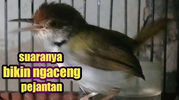 prenjak lumut betina gacor full nembak