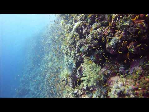 Diving the Elphinstone Reef - Southern Red Sea, Egypt