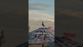 akşam sahil hataketli #bozcaada