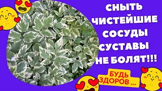 СНЫТЬ‼️Чистейшие сосуды ! Избавляет от болей в суставах …