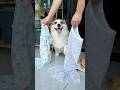 Beauty-loving little short legs, picking out his own outfit.#dog #corgi #dogoutfit