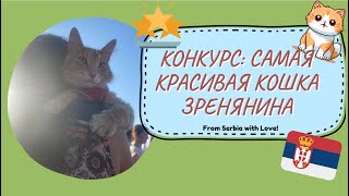 видео: Конкурс: Самая красивая кошка и собака в Зренянине | Жизнь в Сербии картинка: Конкурс: Самая красивая кошка и собака в Зренянине | Жизнь в Сербии