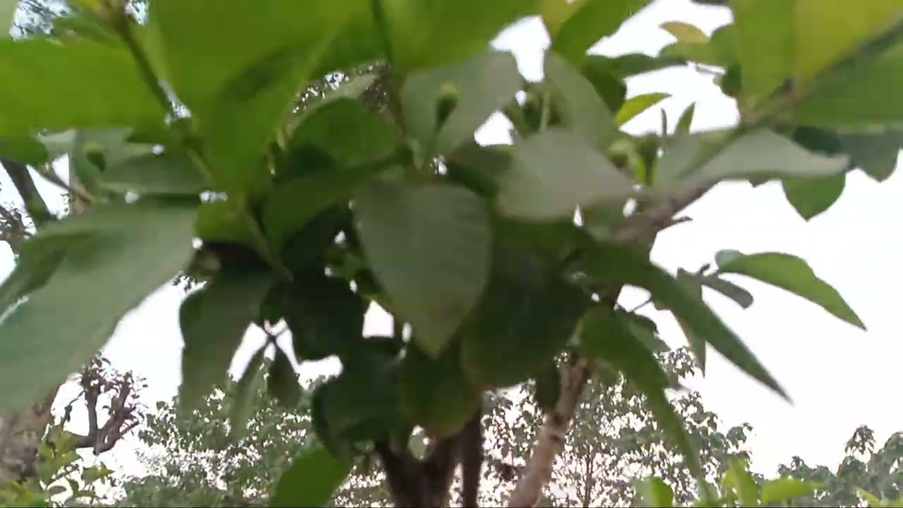 amrud ke pude se ziyadah phal lina or is ki kati ka tariqah#guavafruits #fruittree #viral #trend 