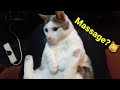 Mr Grieves the little Munchkin Cat has a massage 💆‍♂️ 😻😹