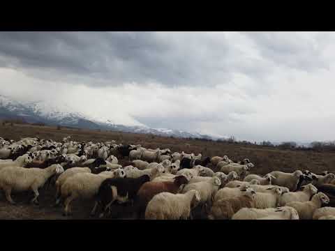 SÜRÜYE SALDIRI OLDU. KANGALLAR ANINDA MÜDAHALE ETTİ ~KURT MU TİLKİ Mİ ~