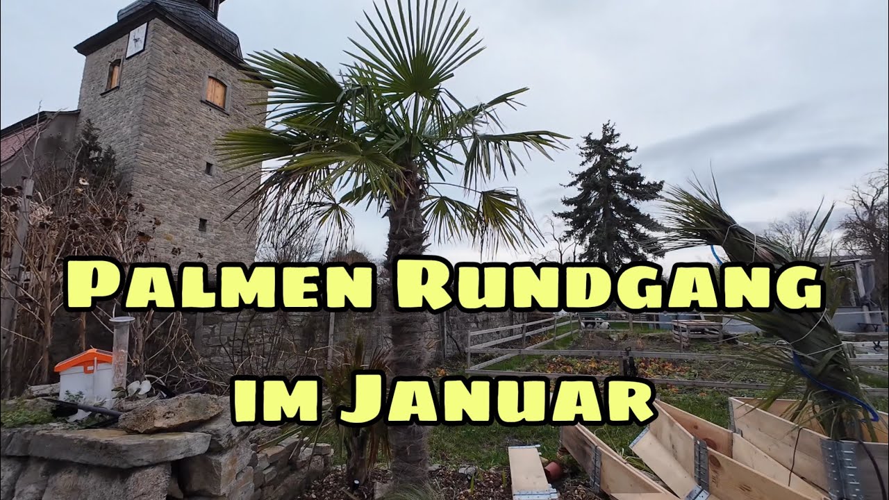 Kleiner Gartenrundgang Anfang Januar - Palmen Rundgang