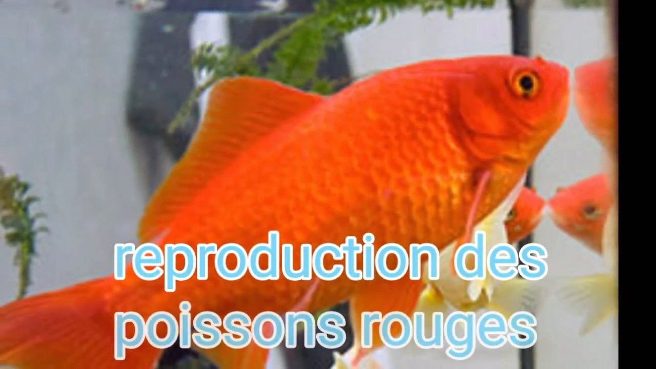 Poissons Rouges