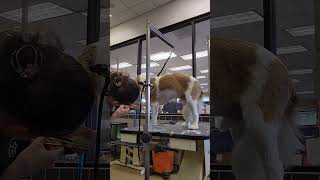 Cavalier King Charles Speed Groom #grooming #petstylist #speedgroom #cavaliers #dogs #puppies