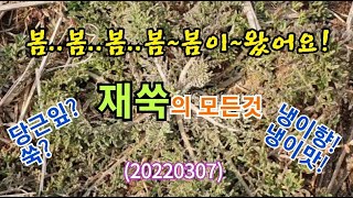 #재쑥의 모든것(냉이향,냉이맛!,쑥빛깔,당근잎 모양) 20220307 #봄나물 #들나물