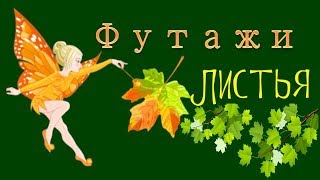 Футажи листья